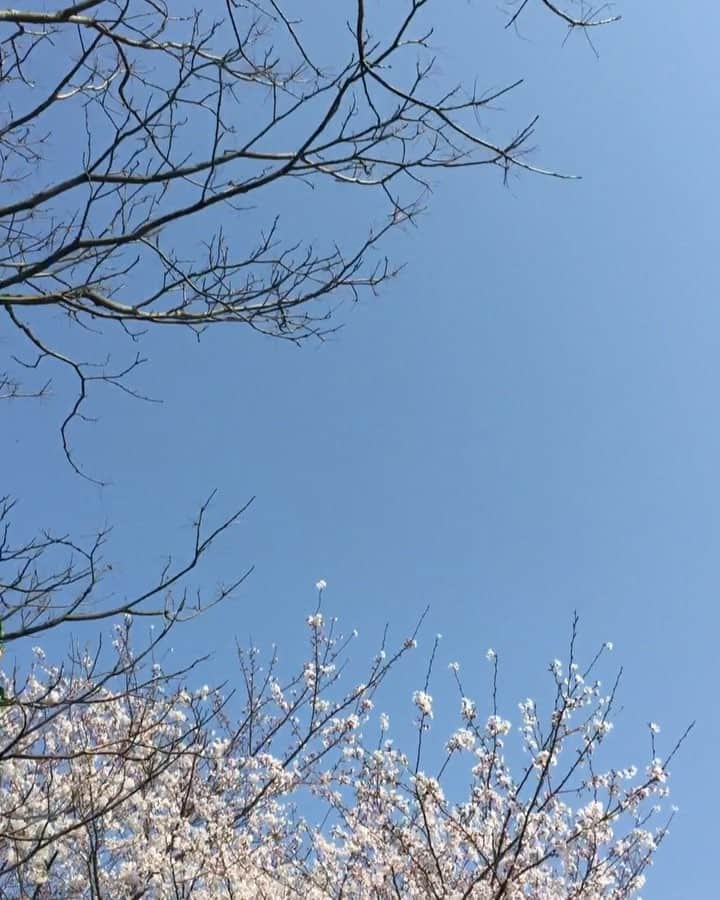 tosa_nishikawaのインスタグラム：「. Cherry blossom avenue. . . ボリューム控えめでどうぞ。 .」