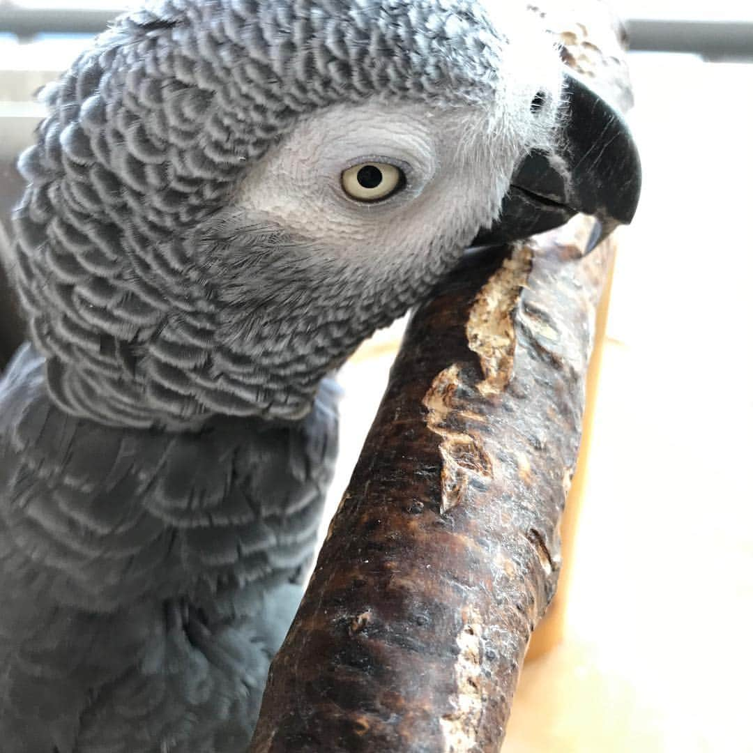 内田美奈子のインスタグラム：「あごを乗せてみるクロエさん  #africangrayparrot #parrot #ヨウム ‪#じゃんくろ ‬」