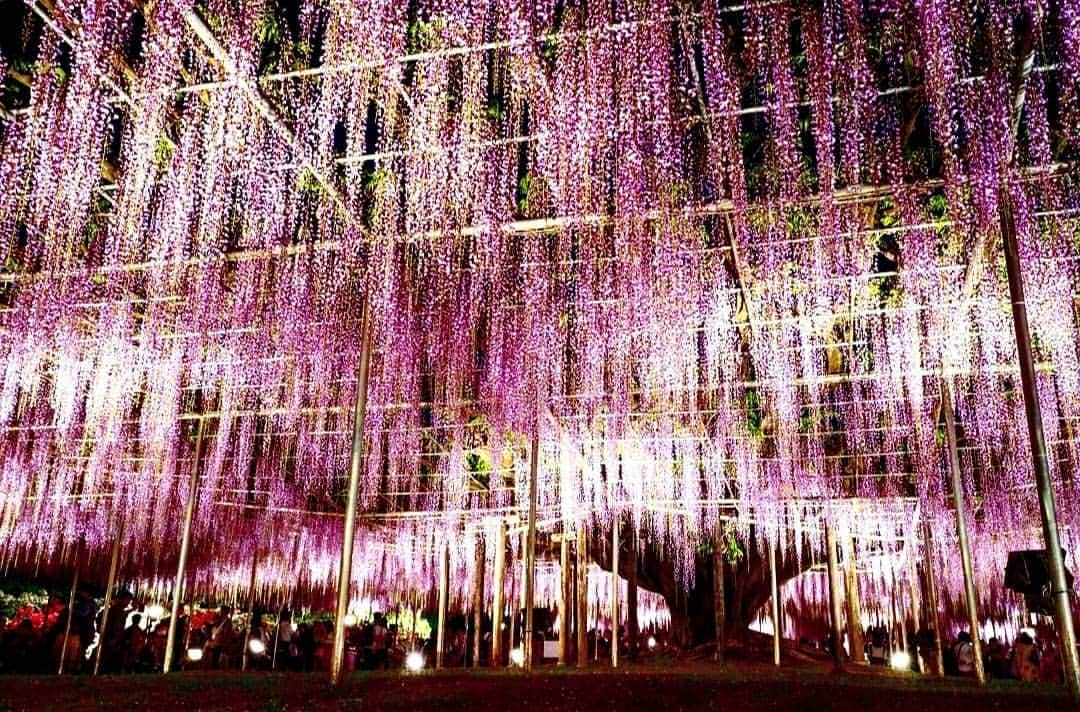 石関友梨のインスタグラム：「樹齢150年の大木な藤の花満開！！ #あしかがフラワーパーク #栃木 #藤の花 #圧巻 #写真部 #カメラ女子ツアー #美しい #ゴージャス #藤の花の香りが凄すぎ #感動 #昼間も綺麗だけど #ライトアップも幻想的」