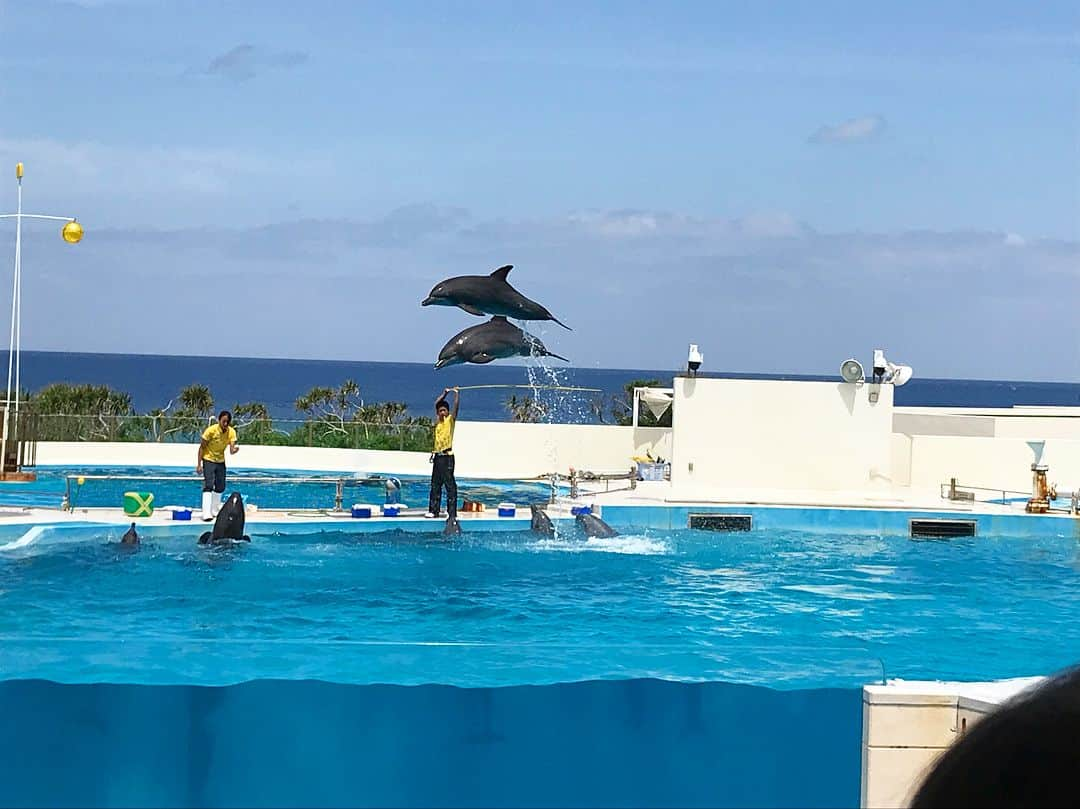 山本彩加さんのインスタグラム写真 - (山本彩加Instagram)「昨日、美ら海水族館に行ってきました〜！ 大水槽がすごく迫力があって素敵でした😍😍😍 #美ら海水族館 #沖縄 #イルカ #クラゲ #ウミガメ #水族館の旅 #山本彩加」4月21日 15時20分 - ayaka48_yanyan