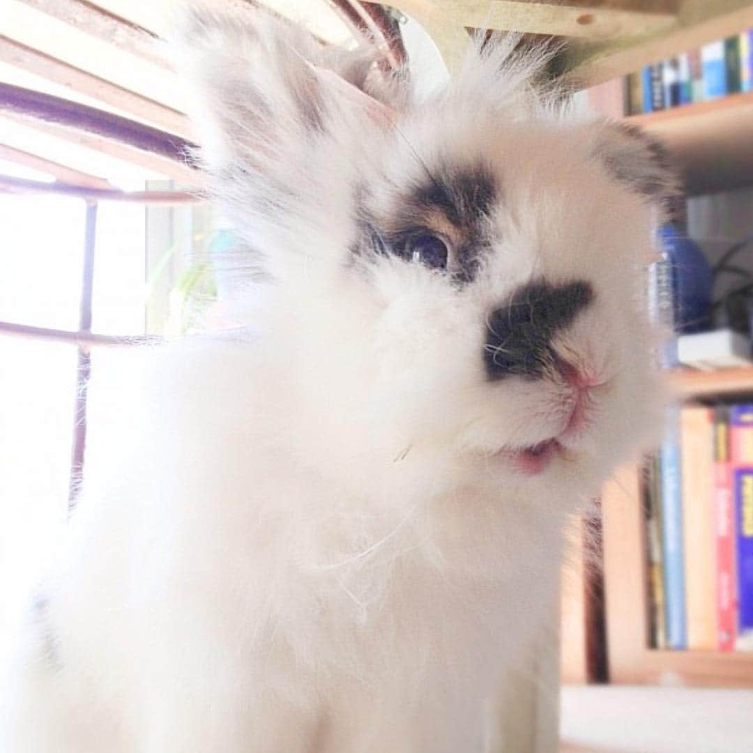 Marbee Moo, Olive & Taffyさんのインスタグラム写真 - (Marbee Moo, Olive & TaffyInstagram)「"Everything I know about being human I learned from animals." ❤️」4月21日 17時02分 - bunnymama