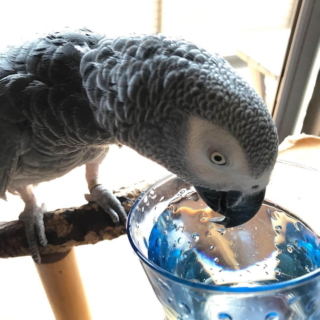内田美奈子のインスタグラム：「お水ごくごく  #africangrayparrot #parrot #ヨウム ‪#じゃんくろ ‬」