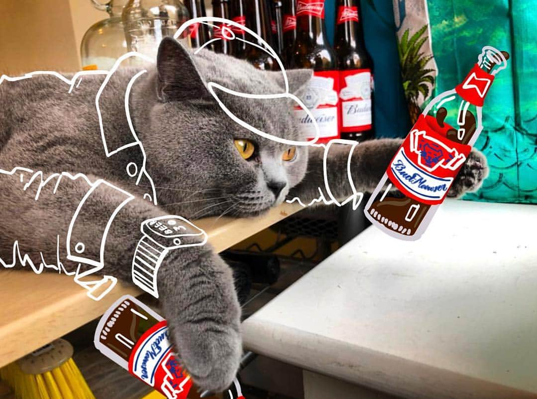 Bob And His Humanさんのインスタグラム写真 - (Bob And His HumanInstagram)「It’s been a crazy year! I think we could all use a little break and relax with some #BudMeowser as modeled by the glorious @ru.theblue #noanimalswereharmedinthemakingofthisdrawing」4月22日 5時49分 - idraw_on_cats