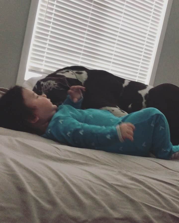 のインスタグラム：「THIS ANIMAL. Atlas is SO flipping sweet with baby Rhett. At one point in this video (its two minutes long so prolly too long for you to see it all) Rhett takes Atlas’ ear and puts it inside his mouth 🤣💕my heart wants to burst multiple times a day watching them. Thank you for being our most gentle giant, @atlastheblueeyeddane #love #puppylove #greatdane @theellenshow」