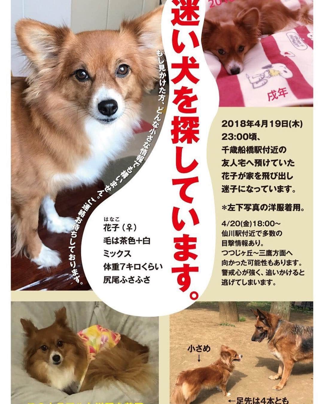 池谷のぶえのインスタグラム：「みなさま、よろしくお願いします。 #迷子花子捜索」