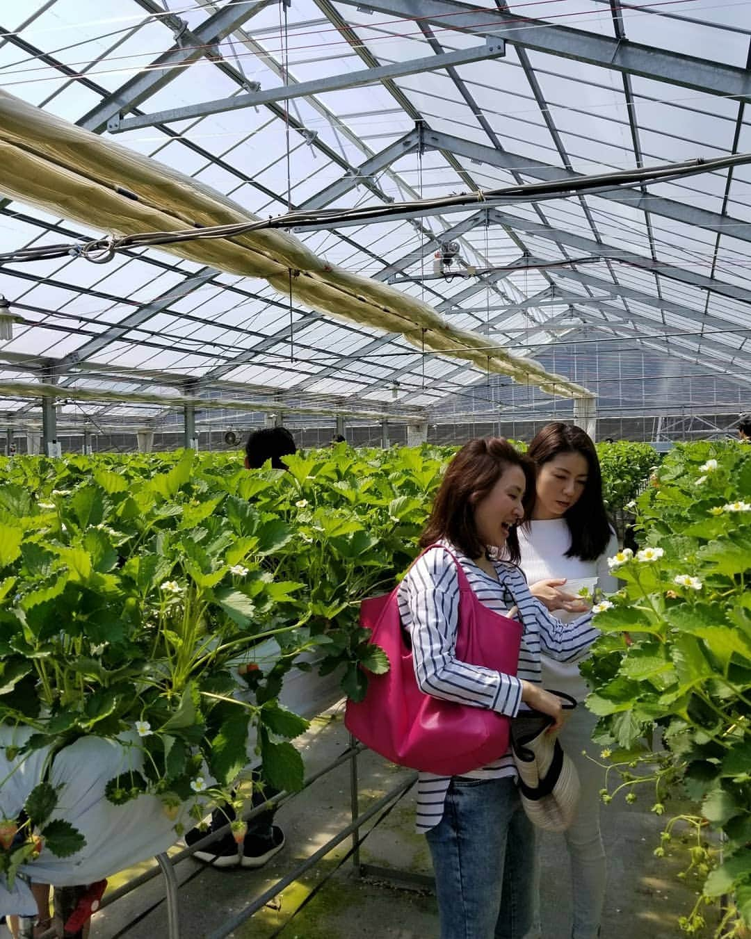 黒坂真美さんのインスタグラム写真 - (黒坂真美Instagram)「今日はかわい～い事をしてきました♡　I went to strawberry picking. ・ #🍓 #🍓🍓 #🍓🍓🍓 #😋😋 #😋 #黒坂真美 #kurosakamami #いちご #strawberry #友達 #friends #明日からも #お仕事 #頑張ってね♡」4月22日 22時54分 - mamikurosaka_official