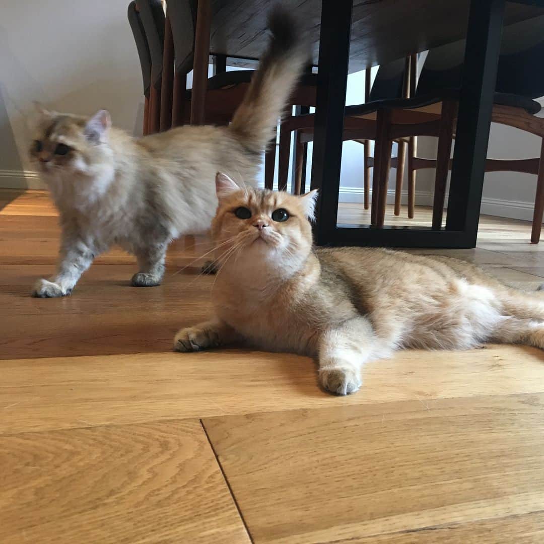 Pumpkinさんのインスタグラム写真 - (PumpkinInstagram)「Trying to get everyone to cooperate for a group portrait like #fail ••••••••••••••••••••••••••••••••••••••••••••• . . . . . #pumpkinthepurrmachine #bouledepoil #catmyboss @go_animals_official @animals.co  @cats_of_instagram @catsnet @cats_of_world @cutepetclub #happycatclub #ronronar #みんねこ #animalvideo #catsnet #cats_of_world #แมว #ねこ #kedi #chaton #kawaii #animalsco #pleasantcats#thedailykitten #britishshorthair #gatton #gatti #gattini #fofo #catvideos #sweetcatclub #catloversclub #kittens_today #sunday #weekend」4月22日 22時20分 - pumpkinthepurrmachine