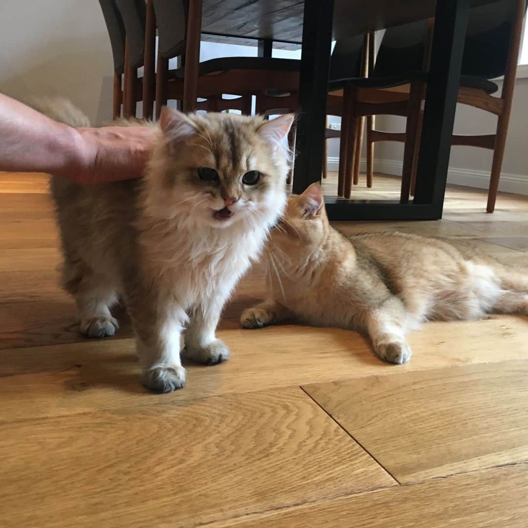 Pumpkinさんのインスタグラム写真 - (PumpkinInstagram)「Trying to get everyone to cooperate for a group portrait like #fail ••••••••••••••••••••••••••••••••••••••••••••• . . . . . #pumpkinthepurrmachine #bouledepoil #catmyboss @go_animals_official @animals.co  @cats_of_instagram @catsnet @cats_of_world @cutepetclub #happycatclub #ronronar #みんねこ #animalvideo #catsnet #cats_of_world #แมว #ねこ #kedi #chaton #kawaii #animalsco #pleasantcats#thedailykitten #britishshorthair #gatton #gatti #gattini #fofo #catvideos #sweetcatclub #catloversclub #kittens_today #sunday #weekend」4月22日 22時20分 - pumpkinthepurrmachine