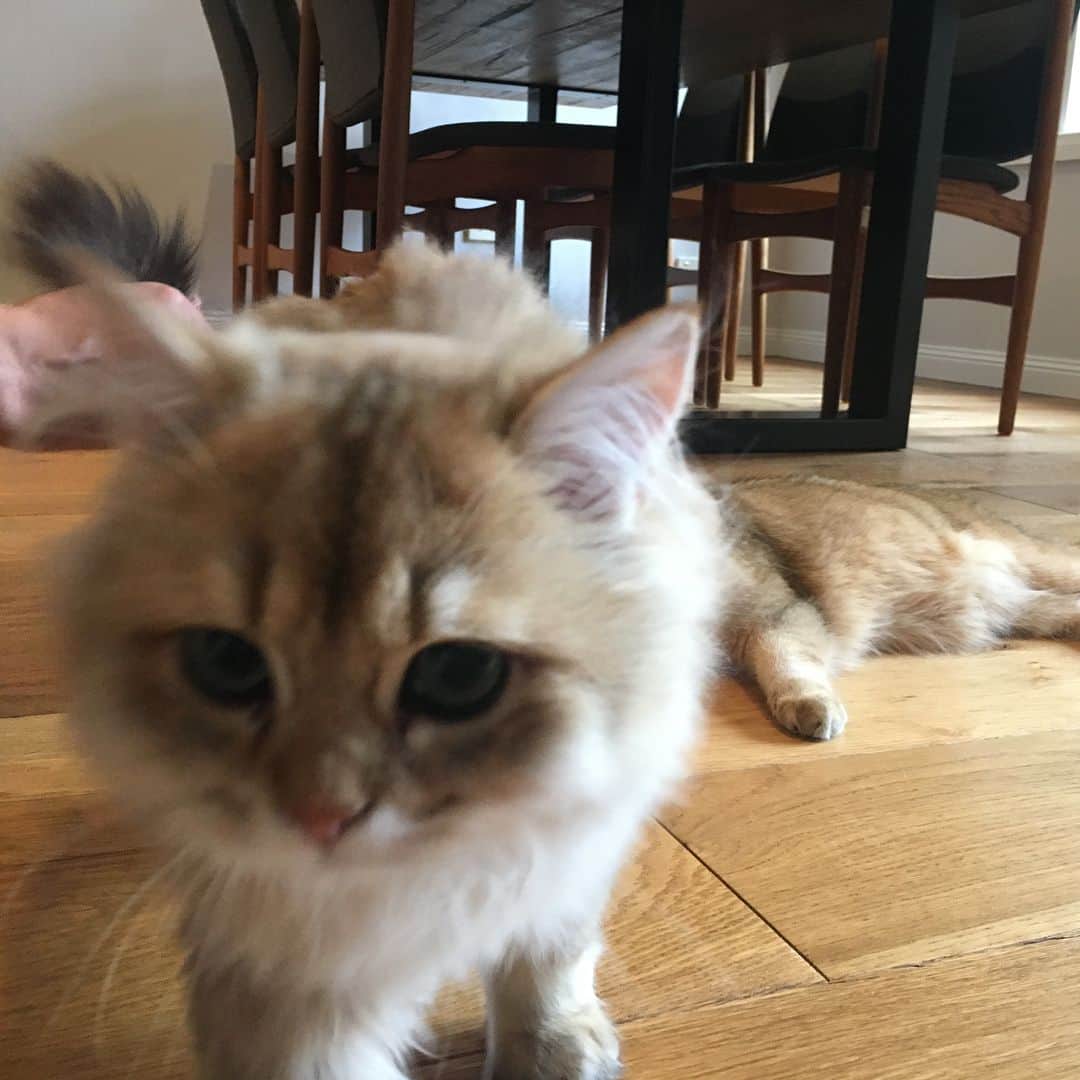 Pumpkinさんのインスタグラム写真 - (PumpkinInstagram)「Trying to get everyone to cooperate for a group portrait like #fail ••••••••••••••••••••••••••••••••••••••••••••• . . . . . #pumpkinthepurrmachine #bouledepoil #catmyboss @go_animals_official @animals.co  @cats_of_instagram @catsnet @cats_of_world @cutepetclub #happycatclub #ronronar #みんねこ #animalvideo #catsnet #cats_of_world #แมว #ねこ #kedi #chaton #kawaii #animalsco #pleasantcats#thedailykitten #britishshorthair #gatton #gatti #gattini #fofo #catvideos #sweetcatclub #catloversclub #kittens_today #sunday #weekend」4月22日 22時20分 - pumpkinthepurrmachine
