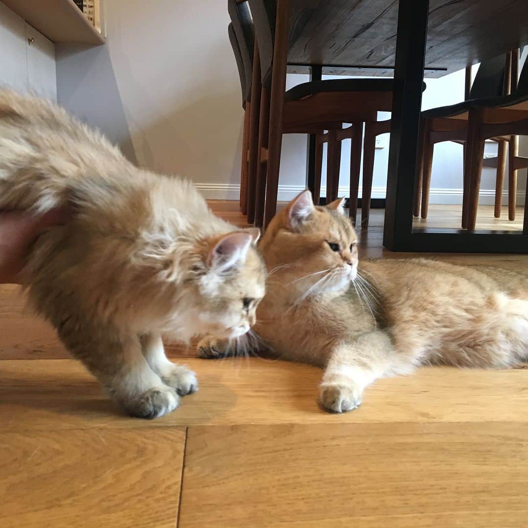 Pumpkinさんのインスタグラム写真 - (PumpkinInstagram)「Trying to get everyone to cooperate for a group portrait like #fail ••••••••••••••••••••••••••••••••••••••••••••• . . . . . #pumpkinthepurrmachine #bouledepoil #catmyboss @go_animals_official @animals.co  @cats_of_instagram @catsnet @cats_of_world @cutepetclub #happycatclub #ronronar #みんねこ #animalvideo #catsnet #cats_of_world #แมว #ねこ #kedi #chaton #kawaii #animalsco #pleasantcats#thedailykitten #britishshorthair #gatton #gatti #gattini #fofo #catvideos #sweetcatclub #catloversclub #kittens_today #sunday #weekend」4月22日 22時20分 - pumpkinthepurrmachine