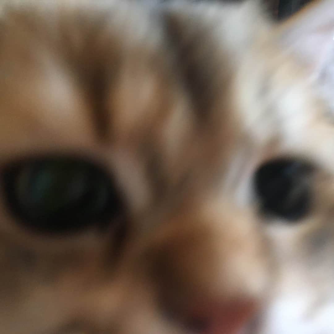 Pumpkinさんのインスタグラム写真 - (PumpkinInstagram)「Trying to get everyone to cooperate for a group portrait like #fail ••••••••••••••••••••••••••••••••••••••••••••• . . . . . #pumpkinthepurrmachine #bouledepoil #catmyboss @go_animals_official @animals.co  @cats_of_instagram @catsnet @cats_of_world @cutepetclub #happycatclub #ronronar #みんねこ #animalvideo #catsnet #cats_of_world #แมว #ねこ #kedi #chaton #kawaii #animalsco #pleasantcats#thedailykitten #britishshorthair #gatton #gatti #gattini #fofo #catvideos #sweetcatclub #catloversclub #kittens_today #sunday #weekend」4月22日 22時20分 - pumpkinthepurrmachine