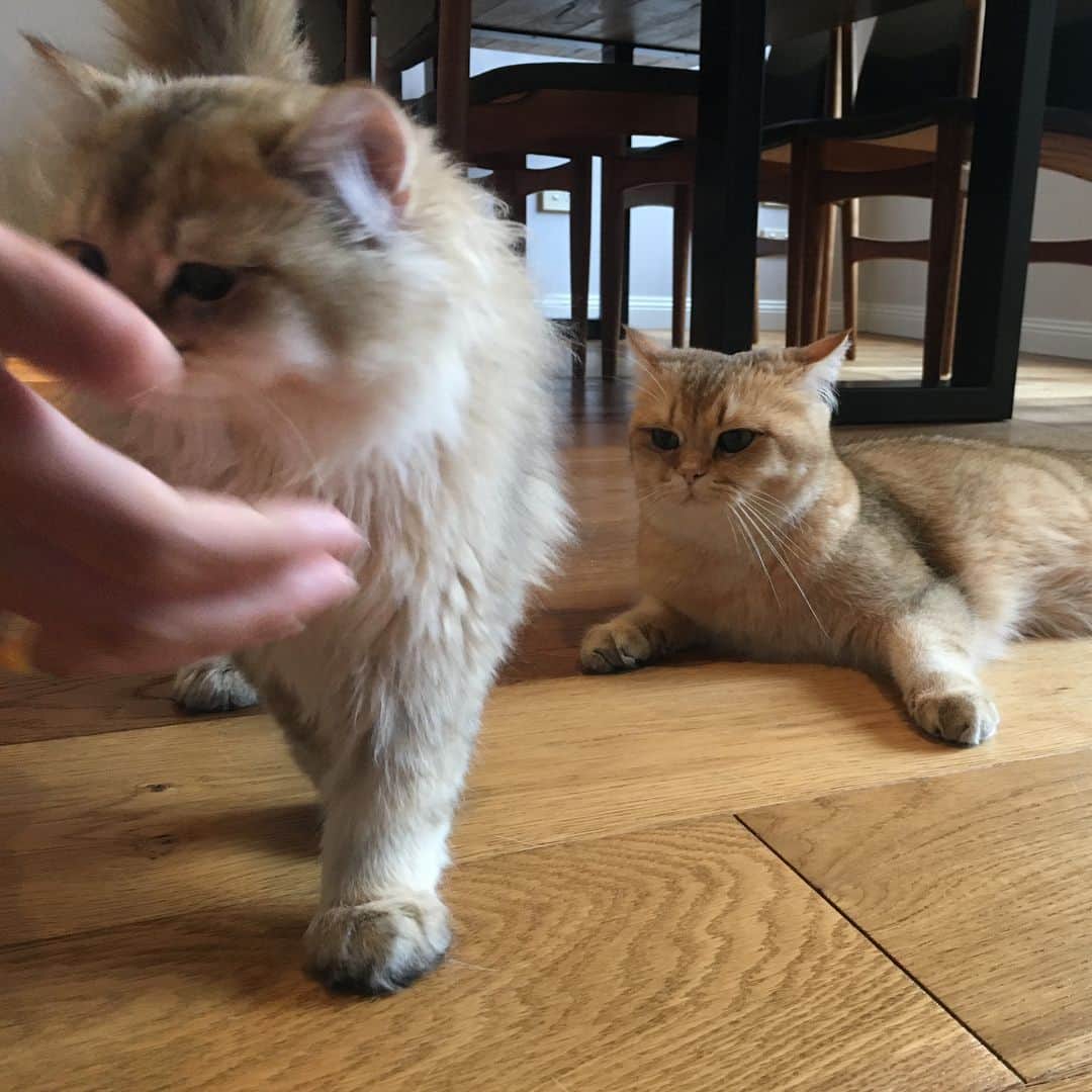 Pumpkinさんのインスタグラム写真 - (PumpkinInstagram)「Trying to get everyone to cooperate for a group portrait like #fail ••••••••••••••••••••••••••••••••••••••••••••• . . . . . #pumpkinthepurrmachine #bouledepoil #catmyboss @go_animals_official @animals.co  @cats_of_instagram @catsnet @cats_of_world @cutepetclub #happycatclub #ronronar #みんねこ #animalvideo #catsnet #cats_of_world #แมว #ねこ #kedi #chaton #kawaii #animalsco #pleasantcats#thedailykitten #britishshorthair #gatton #gatti #gattini #fofo #catvideos #sweetcatclub #catloversclub #kittens_today #sunday #weekend」4月22日 22時20分 - pumpkinthepurrmachine