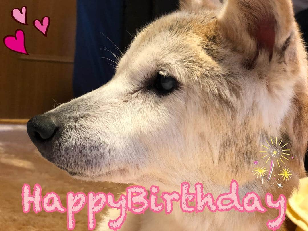 源崎トモエのインスタグラム：「4/23はCOCOの17歳の誕生日🎂💕 前もってのお祝いに会いに行ってきた♡ 私が小学５年生の時からずっと一緒にいて、今ではすっかりお婆ちゃんだけど変わらず愛おしくて可愛いCOCOが大好き☺️ 今年も一緒に迎えられて良かった👏( ˊᵕˋ )1日早いけどお誕生日おめでとう✨I love you💕 . #愛犬#誕生日#おめでとう #17歳#お婆ちゃん犬 #love#柴犬#shiba」