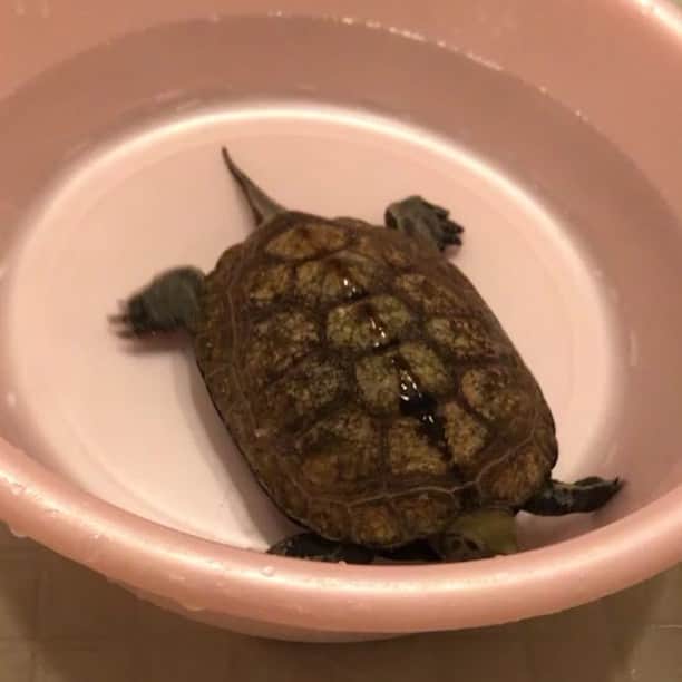藤咲きく乃のインスタグラム