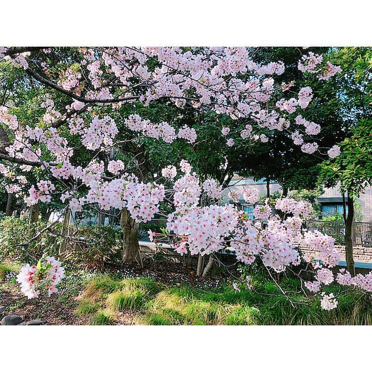 hirokoのインスタグラム：「今年見た桜🌸桜を見ていると、今年もまた見れたなぁと感謝の気持ちに溢れ、とても清々しい気持ちになります。赤でもなく、青でもなく、ほっとするようなピンク色に今年も咲いてくれた桜。終わりと始まりの時期に心をそっと包み込んでくれるような色。あたりまえのように絶景を与えてくれている自然に感謝の気持ちが溢れた春でした。。🌸#桜 #感謝 #余韻 #に #ひたって #ネクストチューン #🎵」