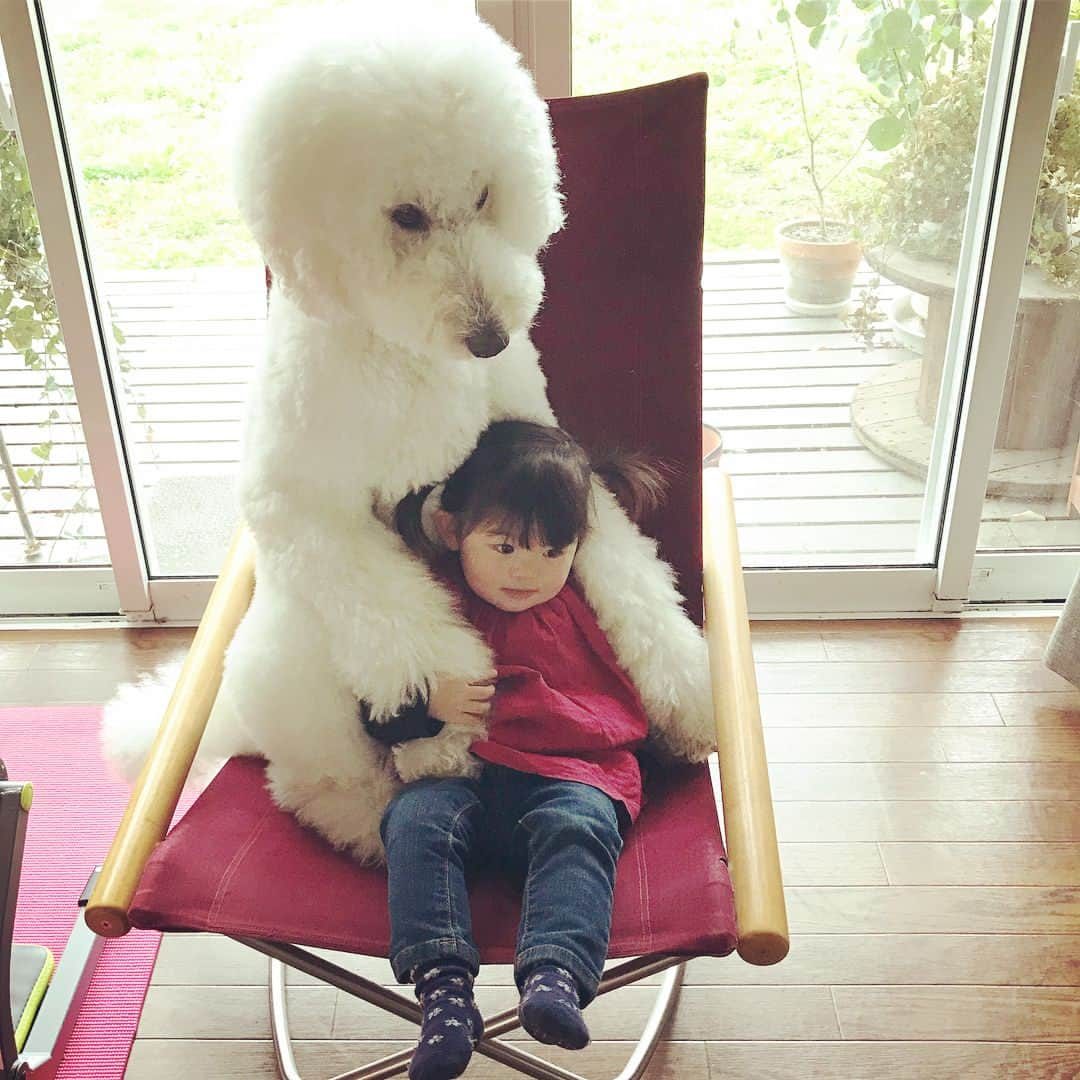 たまねぎさんのインスタグラム写真 - (たまねぎInstagram)「. . ママのロッキングチェアで(*^ω^*) Rocking chair . . #standardpoodle #dog #lovedogs #poodlesofinstagram #スタンダードプードル #大型犬と子供 #poodle #dogstagram #east_dog_japan #いぬのいる生活 #もふもふ部 #わんこ部 #子どもと犬 #kidsanddog #仲良し #ロッキングチェア #ごろごろ #まったり #日常写真 #rockingchair」4月23日 15時09分 - tamanegi.qoo.riku