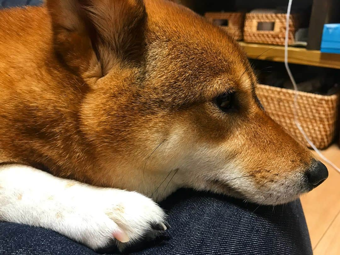 尾形貴弘さんのインスタグラム写真 - (尾形貴弘Instagram)「絶対美人！！！ #柴犬大好き #柴犬マニア  #愛犬  #赤柴 #日本犬 #しば #しばいぬ  #しばけん  #しばちゃん  #しばいぬ大好き  #shibainu  #shiba  #shibastagram  #shiba_snap  #いぬ  #dog  #dogstagram  #犬ばか部  #いぬばか部 #ミク #三九 #みく #39 #パンサー尾形 #赤ちゃん #赤ちゃんのいる暮らし #赤ちゃんと犬 #生後1ヶ月 #サンキュー」4月23日 19時24分 - miku3_miku_9