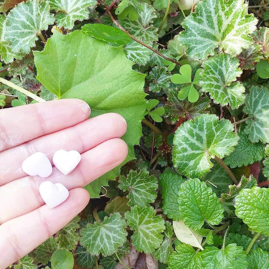 sho.candyさんのインスタグラム写真 - (sho.candyInstagram)「. ハイポネックスジャパン様 @hyponex_japan より「ネクスコート」と「ガーデンエッセンス」をいただきました . ばら撒くだけでとっても簡単にできますよ～ . 私は多肉植物に肥料が必要だったって知りませんでした .  動画チャンネル『HYPONeX Smile』でも作り方を見ることができます♪ . . .  #ad　#ハイポネックス園芸部　#多肉植物#ハイポネックススマイル#寄せ植え #ガーデン#ガーデニング#マイガーデン#花好きな人とつながりたい#花#ナチュラルガーデン#お庭#庭#暮らしを楽しむ#暮らし#日々のこと#花のある暮らし#植物#庭作り#春#春の庭#garden#gardening#flowers#mygarden#myhome」4月23日 19時39分 - sho.candy