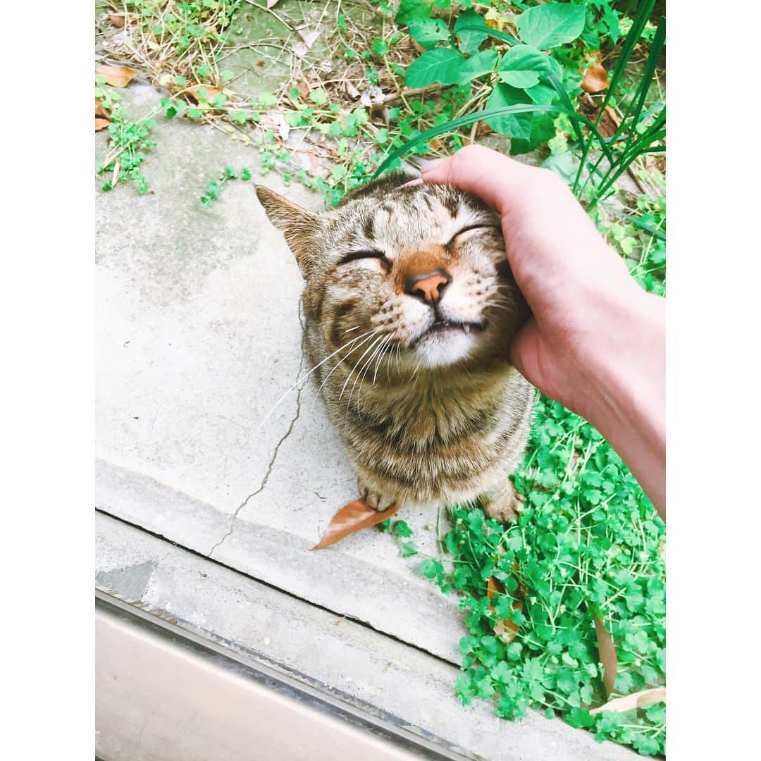 宮田聡子さんのインスタグラム写真 - (宮田聡子Instagram)「可愛い野良猫ちゃん。こうみえてここら辺のボス猫らしい。」4月23日 23時06分 - miyatasatoko