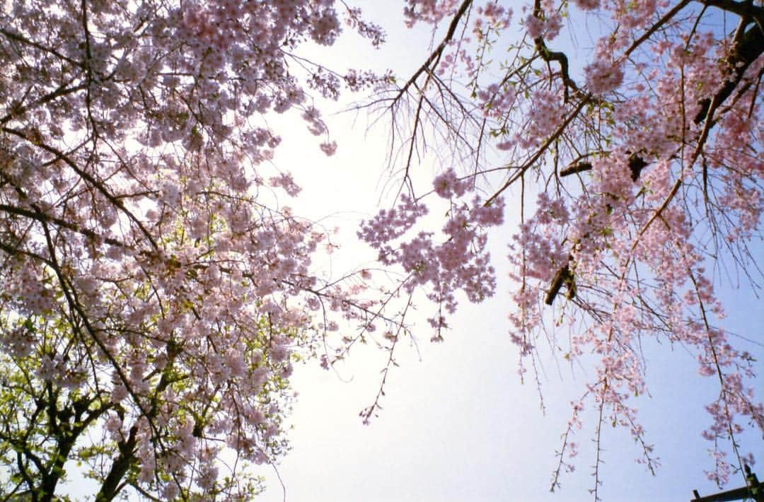 芳根京子さんのインスタグラム写真 - (芳根京子Instagram)「今更な写真になっちゃうんだけど、八丈島から帰ってきた後お母さんとお花見散歩しました。  #film  #来年は満開の桜を見たい！」4月24日 11時24分 - yoshinekyoko