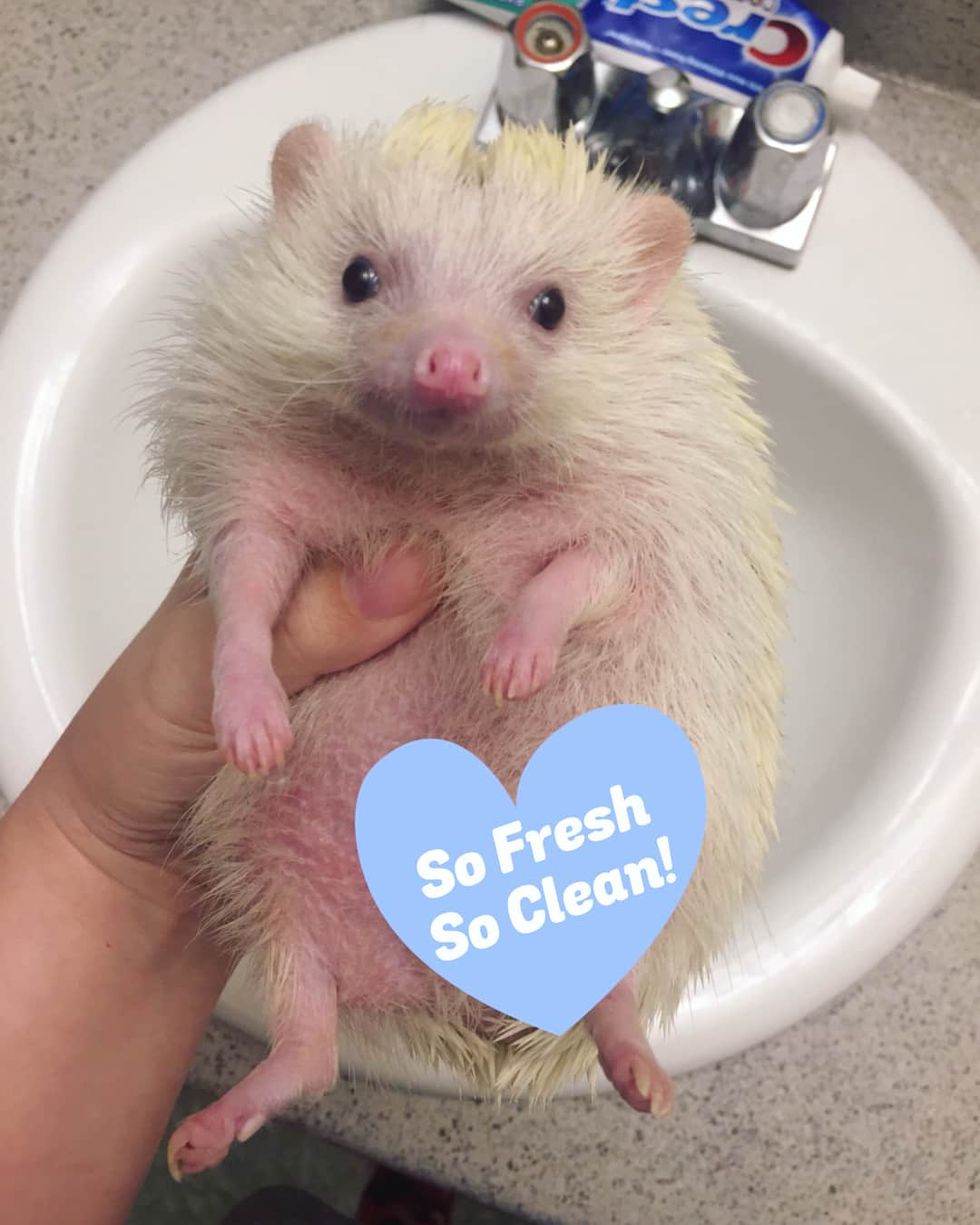 ハフのインスタグラム：「#Monday is a fresh start. You got this! 🦔 Swipe to see Fluff’s bath time routine with @hedgehogsandfriends. **Not an ad, we just love the stuff. 💙 Fluff is NOT a fan of baths and squirms like CRAZY so if you were hoping for a cute little hog floating in a tub...I’m sorry to disappoint you. 😅 Hedgehog bathing tips: Always check the water is not too hot, keep water out of nose and ears, be gentle, and dry them off in a cozy towel once they are #sofreshsoclean. 🛁」