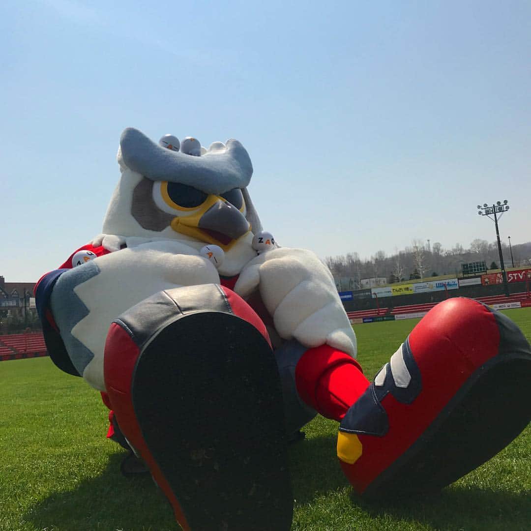 ドーレくんのインスタグラム：「明日25日は横浜F・マリノス戦！聖地厚別開幕戦🦉⭐️ この日はJ:COM札幌サンクスマッチで、ざっくぅが15体もくるんだって〜！！しかも、僕とかけっこ対決！いつもちょこちょこしてるざっくぅ、僕に勝つために練習したり、秘策を考えているみたい...果たして僕に勝てるかな？笑  #consadole #コンサドーレ  #ドーレくん #サッカー #jcom #ざっくぅ  #soccer #fmarinos」
