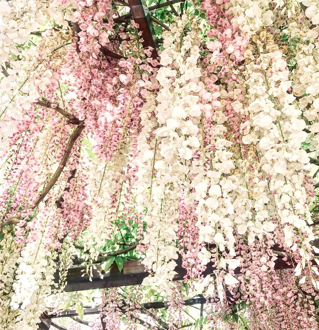 山下奈々美さんのインスタグラム写真 - (山下奈々美Instagram)「今日ずっと雨だったねー🌂 ・ 週末に行った #藤まつり 本当キレイだった❤︎ またGW行きたい！！ ・ ・ #鹿児島#kagoshima  #藤 #和気公園  #しだれ桜」4月24日 20時29分 - nanami_yamanana
