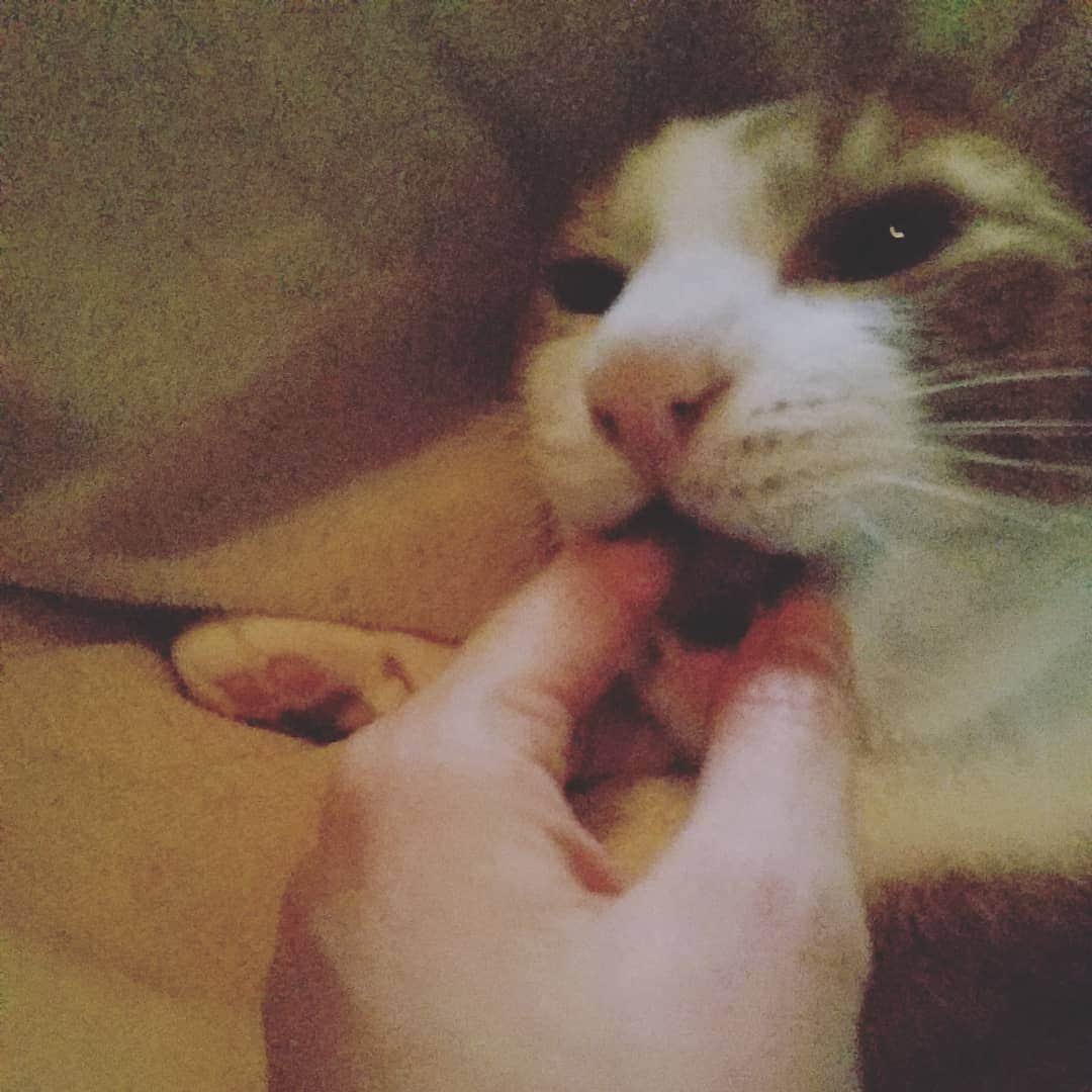 池田香織のインスタグラム：「噛むキナコ。  #cat」