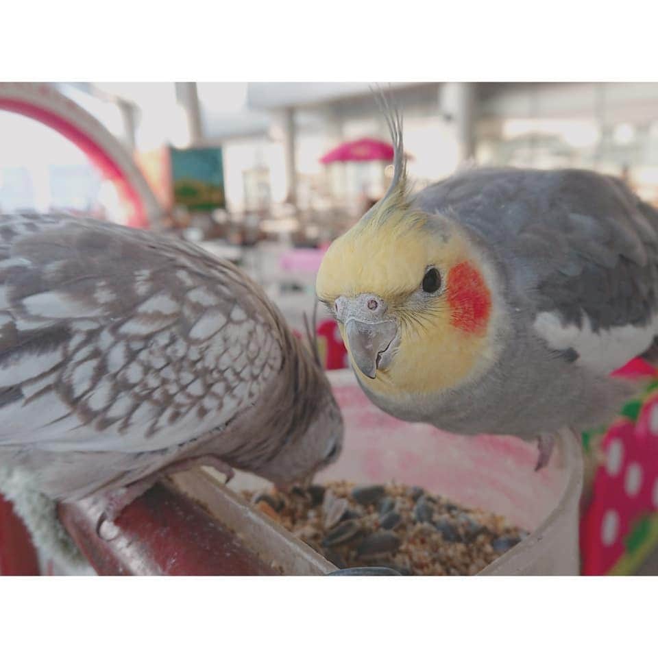 空野青空のインスタグラム：「#エアポートウォーク名古屋  #ふれあい動物園 🌟 鳥さんがたくさんいたよ〜ヾ(*´∀｀*)ﾉ オカメインコちゃんとシロハラインコちゃんは手に乗ってくれて一緒に遊べちゃう神対応😇😇😇 🌟 かいかいが大好きなインコちゃんズ(*ﾉωﾟ)ﾉ💕また会いたいなぁ♪ (キバタンは雄叫びタイムでした〜) 🌟 #愛知 #名古屋 #ふれあい #動物 #インコ #オカメインコ #シロハラインコ #キバタン #鳥 #愛鳥 #エアポートウォーク #かわいい #癒し」