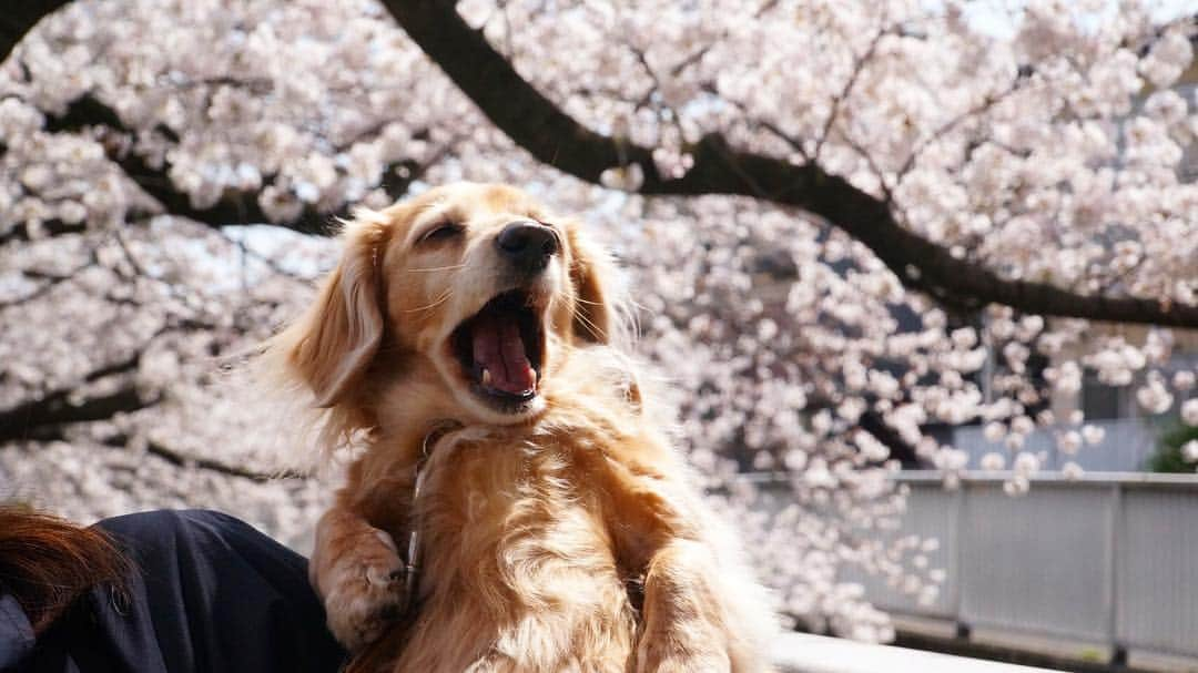 藤巻紗月さんのインスタグラム写真 - (藤巻紗月Instagram)「🌸🌸🐶🌸🌸🐶🌸🌸 なんて顔してるの。 #桜#ミニチュアダックスフンド#あくびして#呑気だなぁ」4月1日 10時03分 - satsuki_48fuj