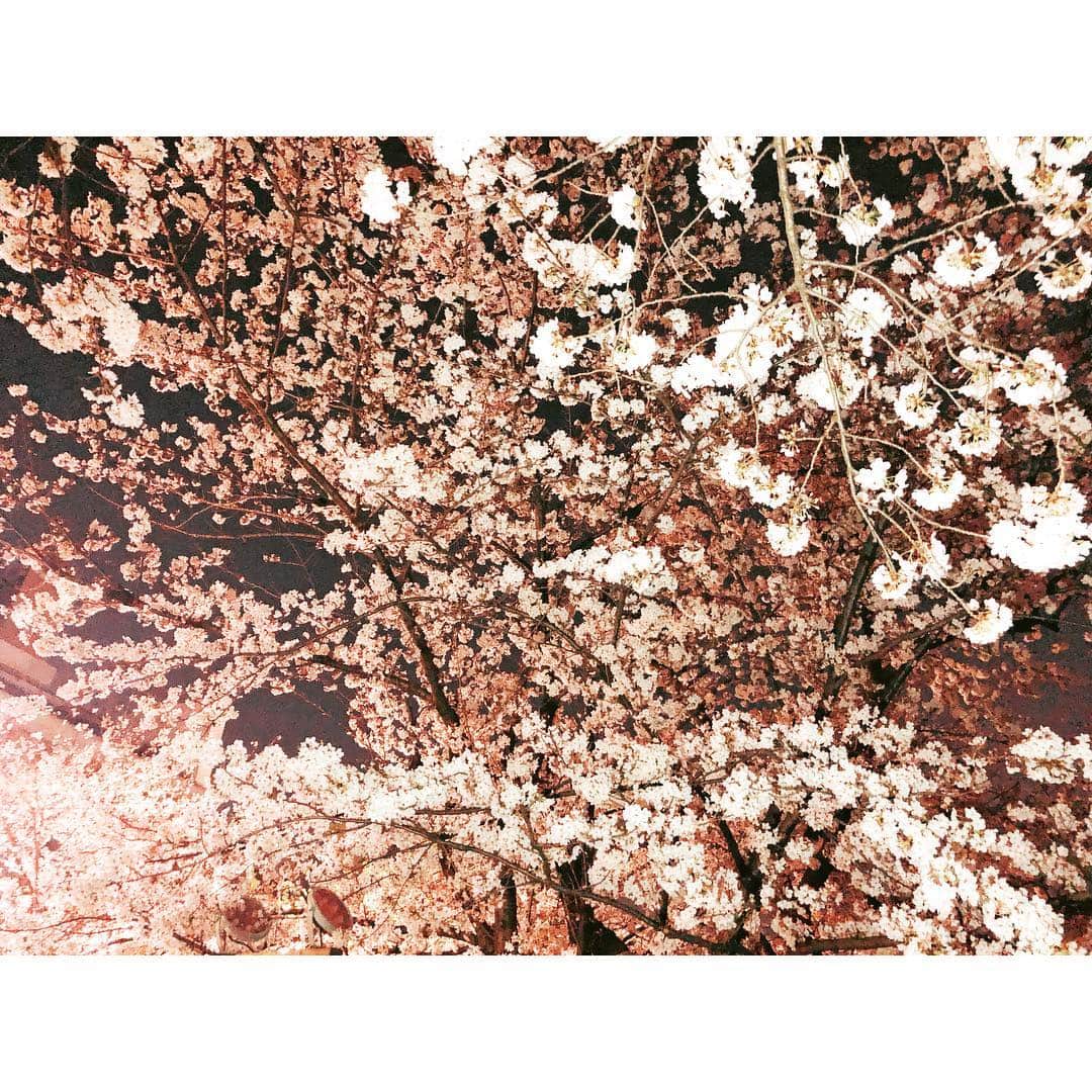 のインスタグラム：「今年はたくさん観ることができました🌸 ありがとう。 大好き。 #桜」