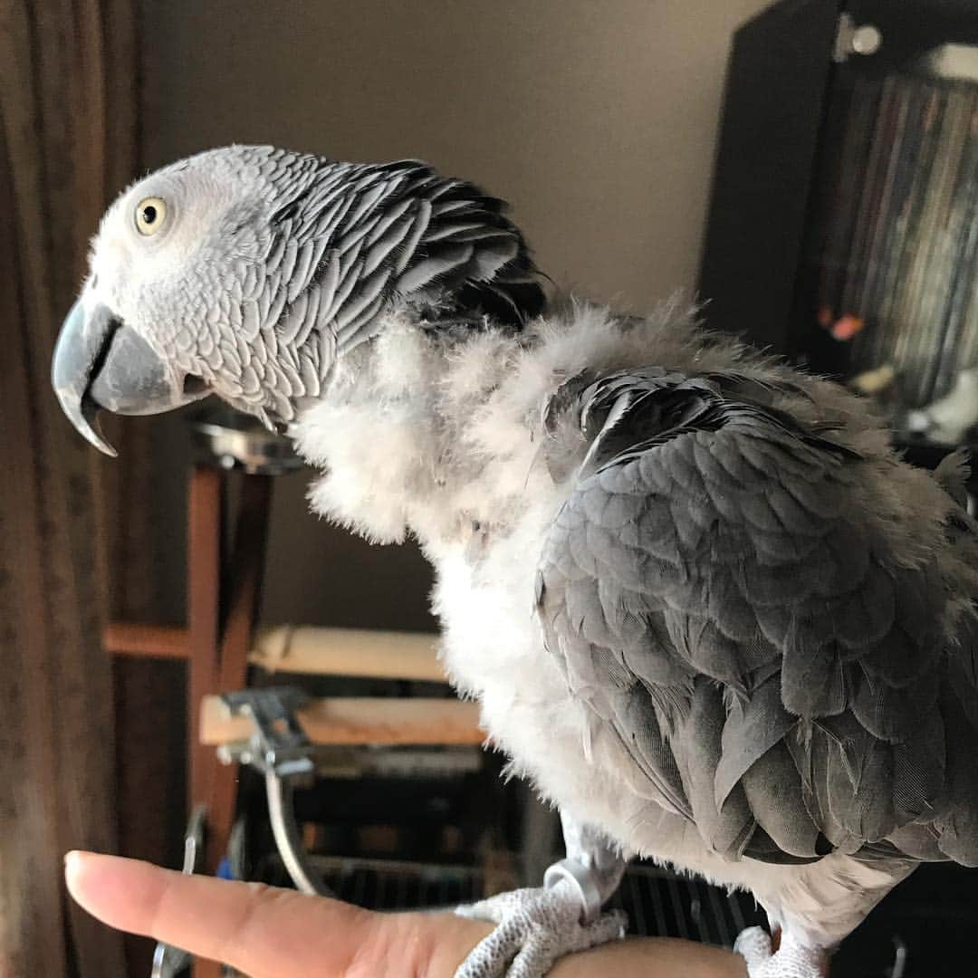 内田美奈子のインスタグラム：「風が心地いいねえ  #africangrayparrot #parrot #ヨウム」