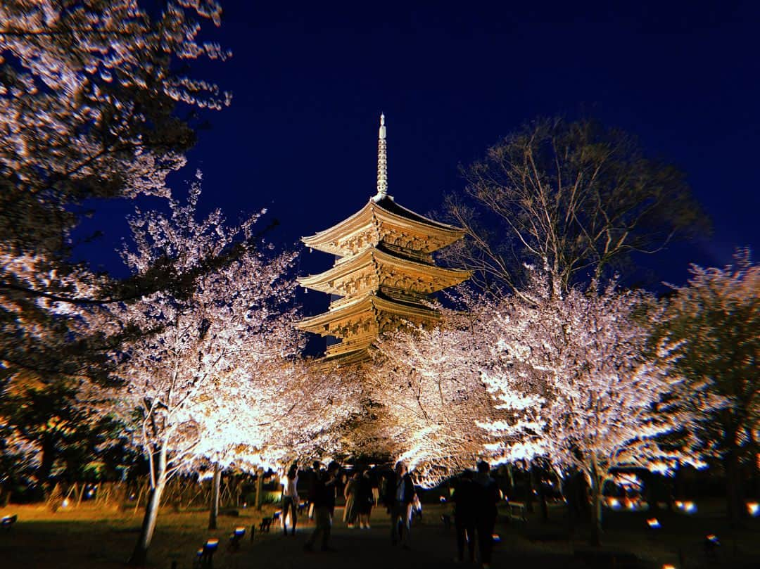 伊藤ゆりさんのインスタグラム写真 - (伊藤ゆりInstagram)「東寺ライトアップ@京都 Twitterで載せきれなかった写真たち カメラ越しで感動した . #京都 #桜 #ライトアップ #東寺ライトアップ #東寺 #夜桜 #しだれ桜 #しだれ桜満開 #しだれ桜ライトアップ」4月1日 22時00分 - ito0aiueorange