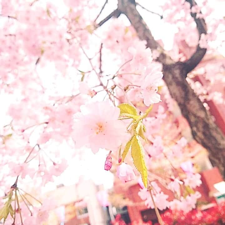 村田綾野のインスタグラム：「さくらさくらー 八重のひらひらのさくらかわいくて大好きです🌸  こうゆう風景の写真はインスタの方へ載せていこうかなぁ  #八重桜 #さくら」