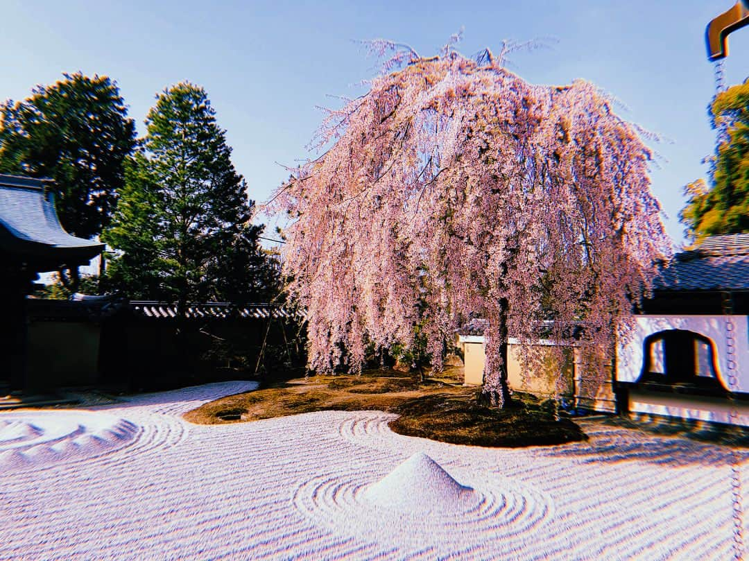 伊藤ゆりのインスタグラム：「高台寺@京都 しだれ桜満開！ . 京都 #桜 #桜満開 #しだれ桜 #高台寺 #桜きれい #桜満開🌸 #竹林 #しだれ桜満開」