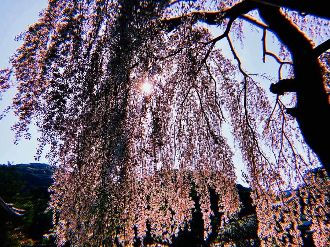 伊藤ゆりさんのインスタグラム写真 - (伊藤ゆりInstagram)「高台寺@京都 しだれ桜満開！ . 京都 #桜 #桜満開 #しだれ桜 #高台寺 #桜きれい #桜満開🌸 #竹林 #しだれ桜満開」4月1日 22時11分 - ito0aiueorange