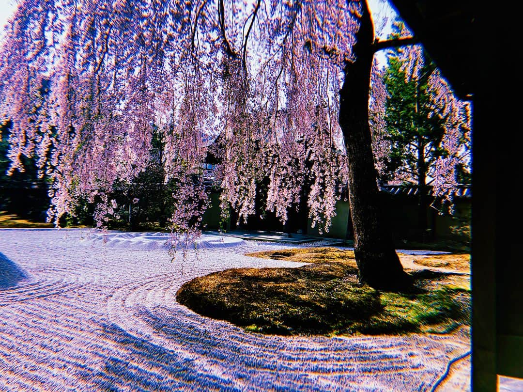 伊藤ゆりさんのインスタグラム写真 - (伊藤ゆりInstagram)「高台寺@京都 しだれ桜満開！ . 京都 #桜 #桜満開 #しだれ桜 #高台寺 #桜きれい #桜満開🌸 #竹林 #しだれ桜満開」4月1日 22時11分 - ito0aiueorange