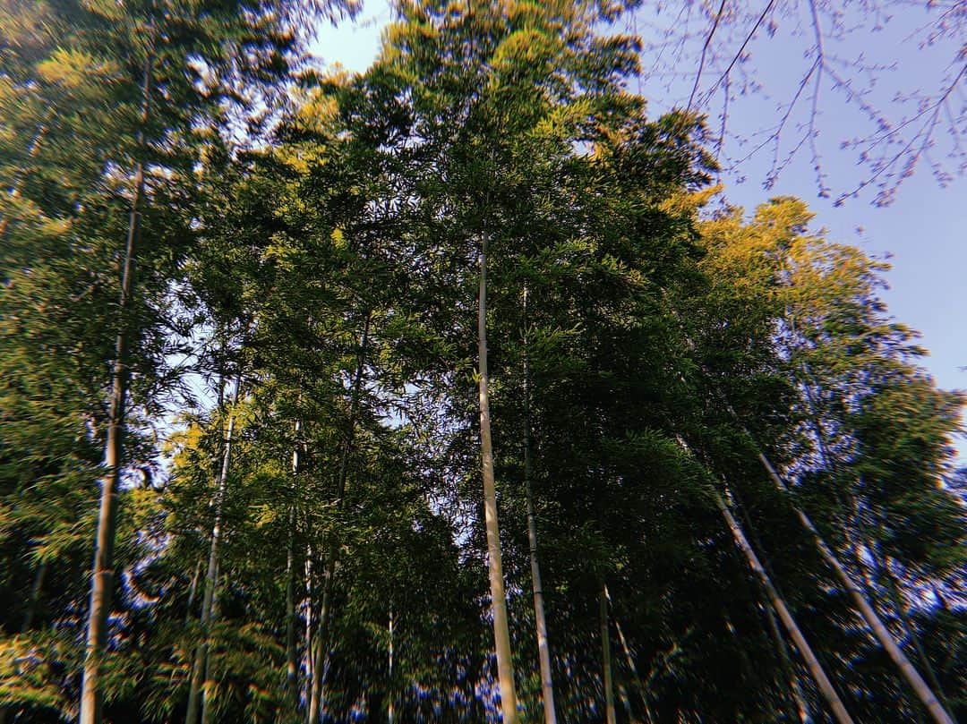 伊藤ゆりさんのインスタグラム写真 - (伊藤ゆりInstagram)「高台寺@京都 しだれ桜満開！ . 京都 #桜 #桜満開 #しだれ桜 #高台寺 #桜きれい #桜満開🌸 #竹林 #しだれ桜満開」4月1日 22時11分 - ito0aiueorange