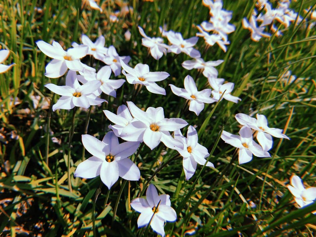 伊藤ゆりさんのインスタグラム写真 - (伊藤ゆりInstagram)「トリはみゆき いつもいつもありがとう！だいすきでーす！❤️ ずっと優先順位つけて我慢してたから、大好きなともだちとゆっくりいろんなとこいけるありがたみを痛感しやした‼️🌼 . #岡崎公園 #花見 #桜満開 #桜満開🌸 #ピクニック #桜百選 #愛知県岡崎市」4月1日 22時33分 - ito0aiueorange