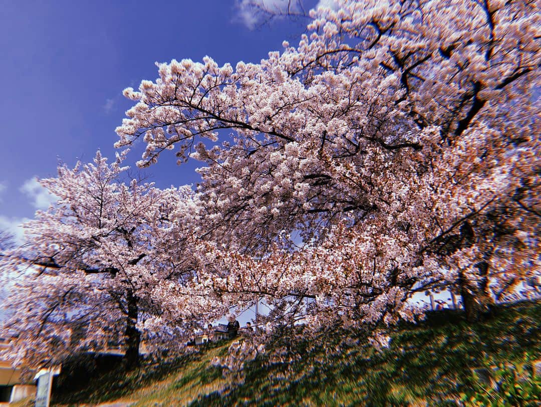 伊藤ゆりさんのインスタグラム写真 - (伊藤ゆりInstagram)「トリはみゆき いつもいつもありがとう！だいすきでーす！❤️ ずっと優先順位つけて我慢してたから、大好きなともだちとゆっくりいろんなとこいけるありがたみを痛感しやした‼️🌼 . #岡崎公園 #花見 #桜満開 #桜満開🌸 #ピクニック #桜百選 #愛知県岡崎市」4月1日 22時33分 - ito0aiueorange