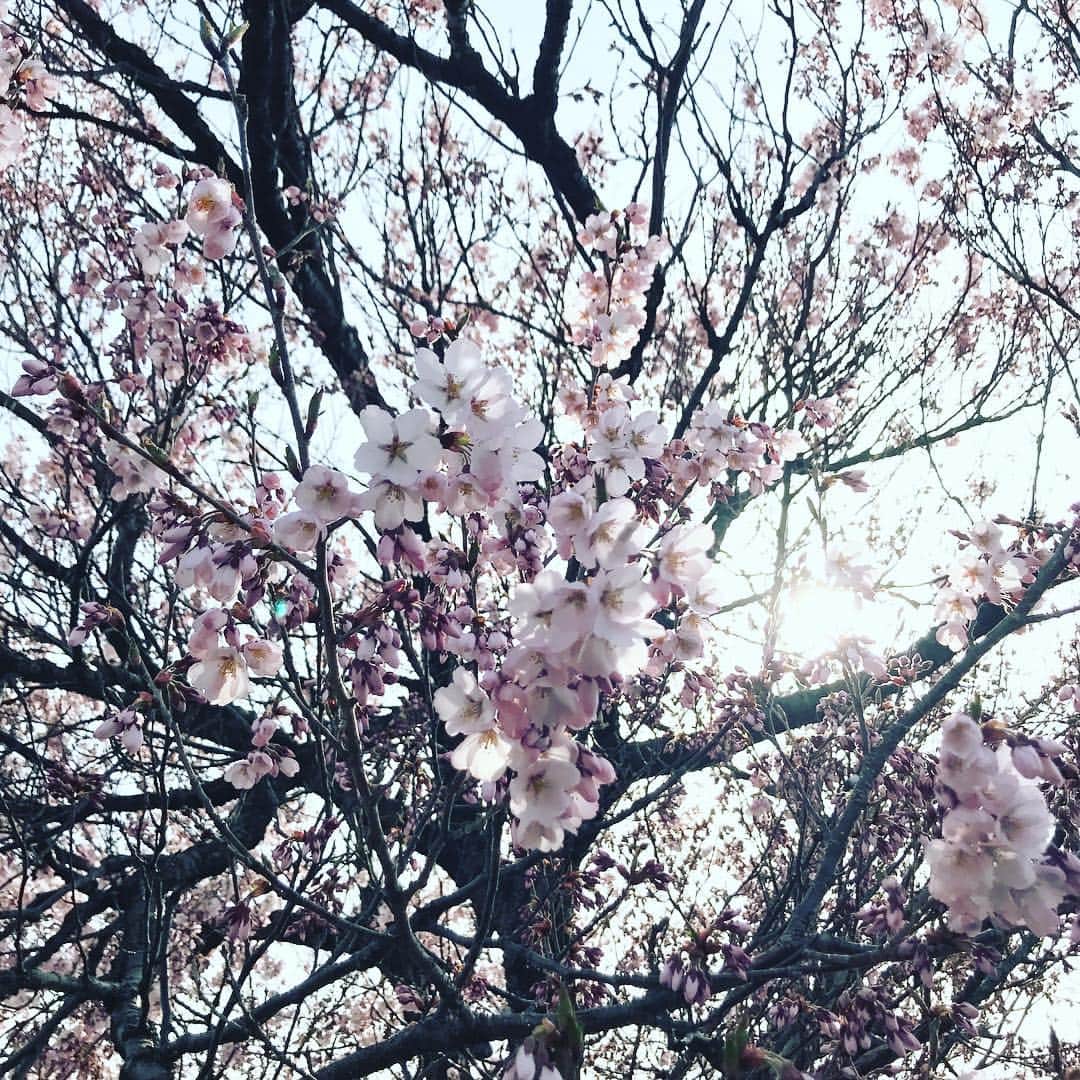 椎名直子さんのインスタグラム写真 - (椎名直子Instagram)4月1日 15時54分 - natadecoco