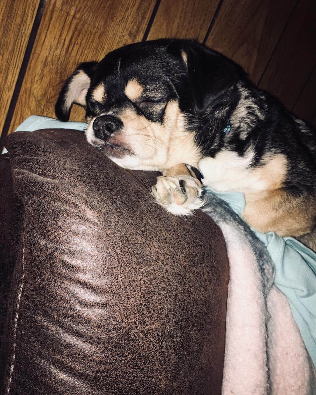 のインスタグラム：「My fat head and his squishy face!♥️ #mojo #fathead」