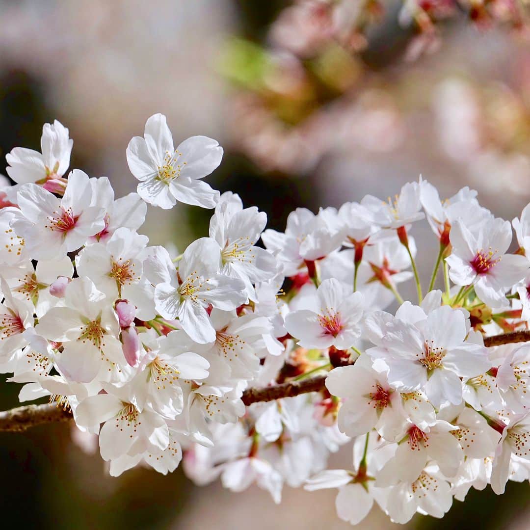 けらえいこさんのインスタグラム写真 - (けらえいこInstagram)「今年はお天気が良くて🌸サクラがきれいでした。近所のコドモとお花見の週末🌸🌸 #桜吹雪あそびエンドレス」4月1日 19時02分 - keraeiko