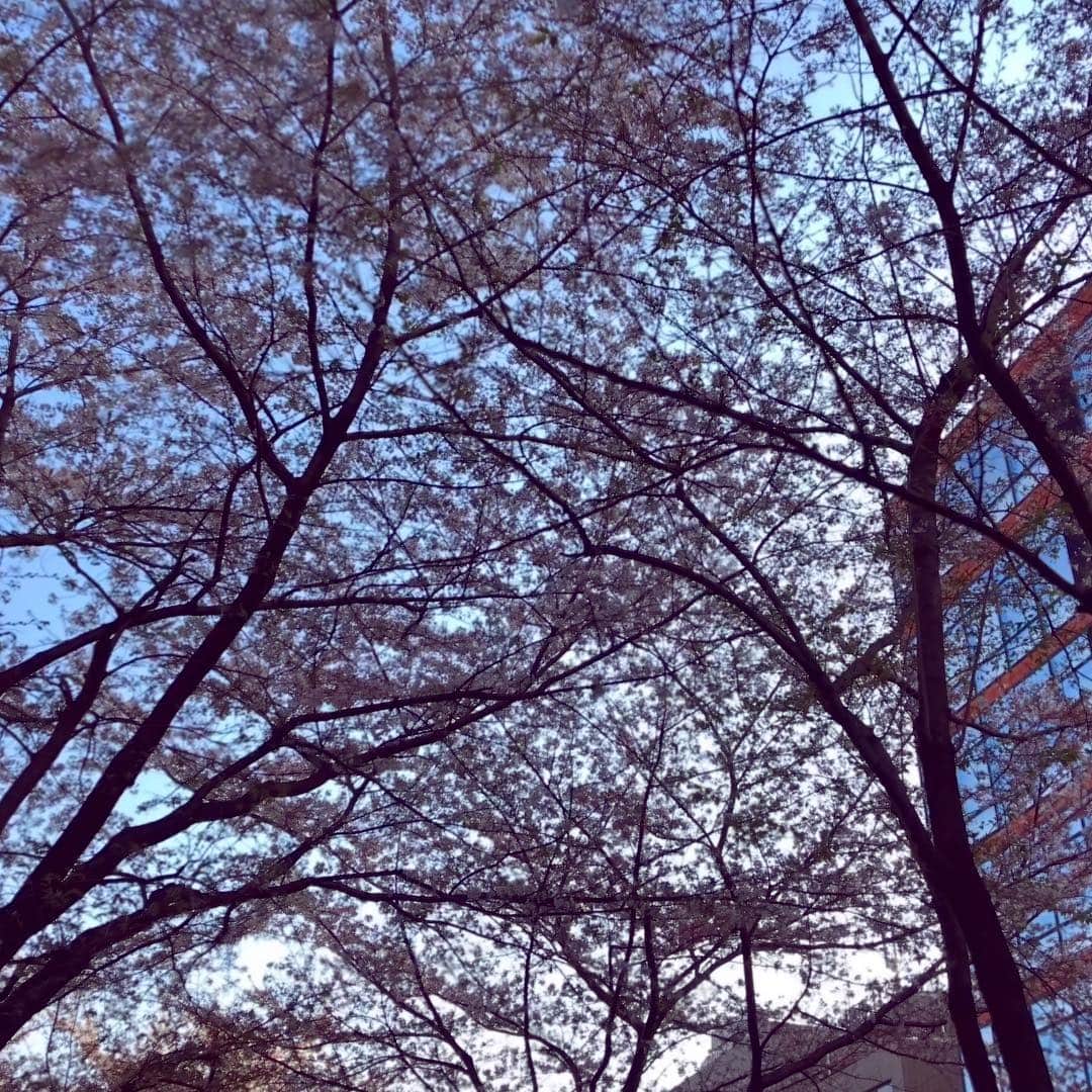 Yuko & Yurikaのインスタグラム：「#sakura 🌸 ・ ・ #桜のトンネル ・ ・ ・ #yukoandyurikapianoduo #yukoandyurika #pianoduou #classicalmusic #classic  #piano #japanesebeauty #spring #cherryblossom #ピアノ #ピアノデュオ #ピアノデュオユー #桜 #今年は早い #日本の美 #春が来た #リラックスタイム」