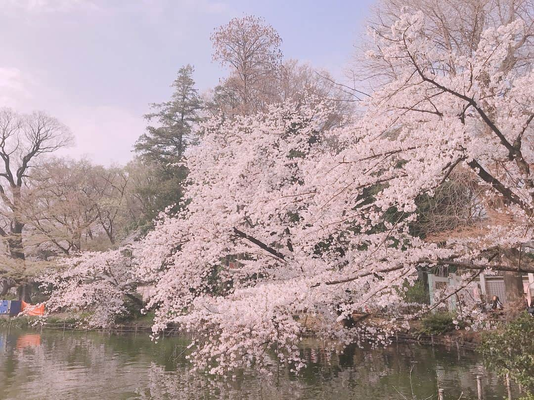 藤原さくらさんのインスタグラム写真 - (藤原さくらInstagram)「🌸 マイベストフレンド西田と 花見をしたとき」4月1日 19時34分 - mammothsakura