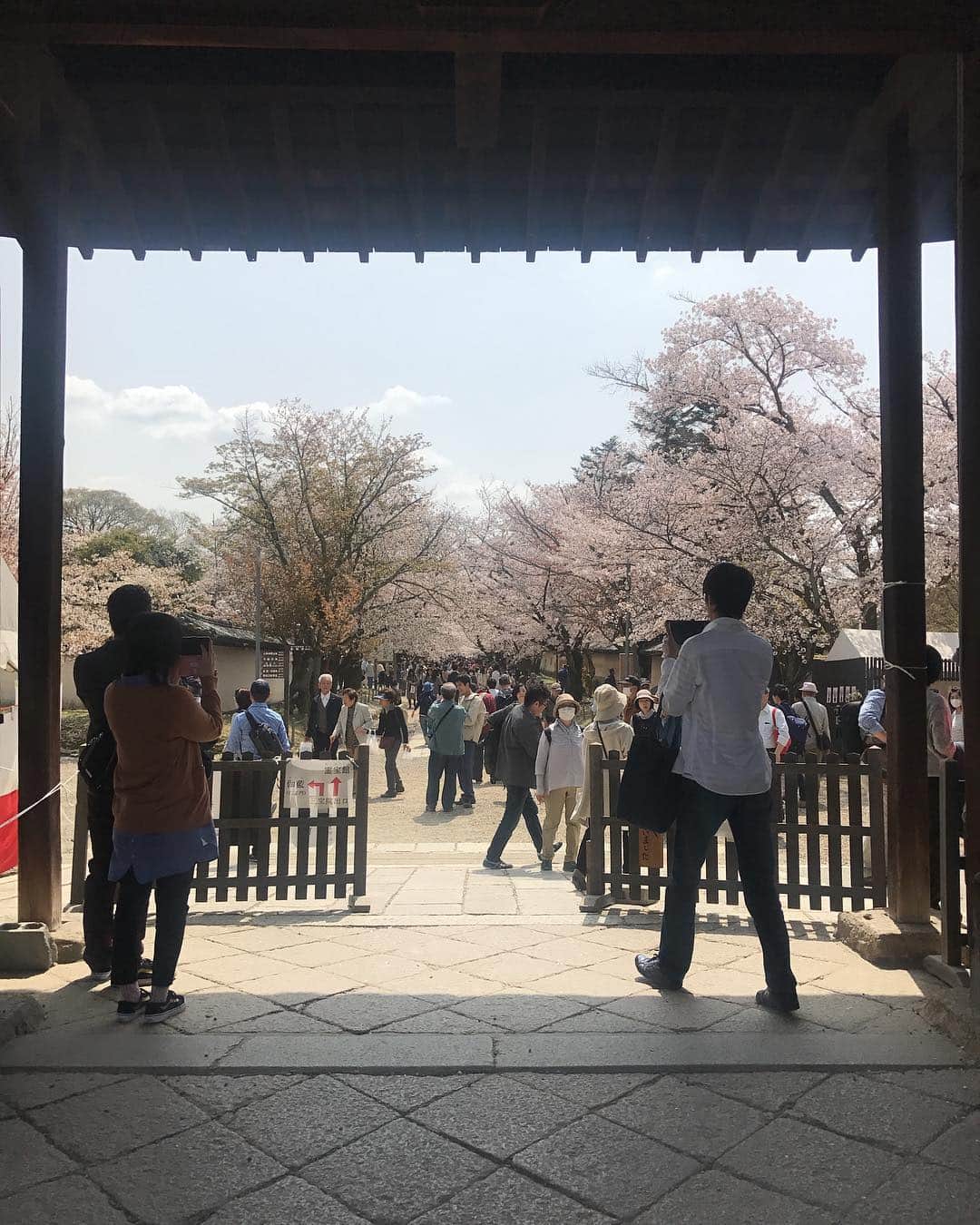 林美沙希さんのインスタグラム写真 - (林美沙希Instagram)「「サンデーステーション」 ４月のスタートは桜中継でした♪今週から夕方にお引越し。4時30分〜6時までです！ 今後もよろしくお願いします☺️ #テレ朝#サンデーステーション#桜#醍醐寺#京都」4月1日 20時35分 - misaki0hayashi