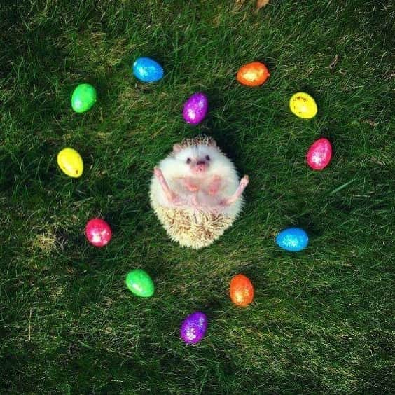 ハフのインスタグラム：「Happy Easter! 🐰💕 If you have the “Adorable Hedgehogs 2018” Calendar, this months photo features Huff flailing about in a heart of eggs. 😂」