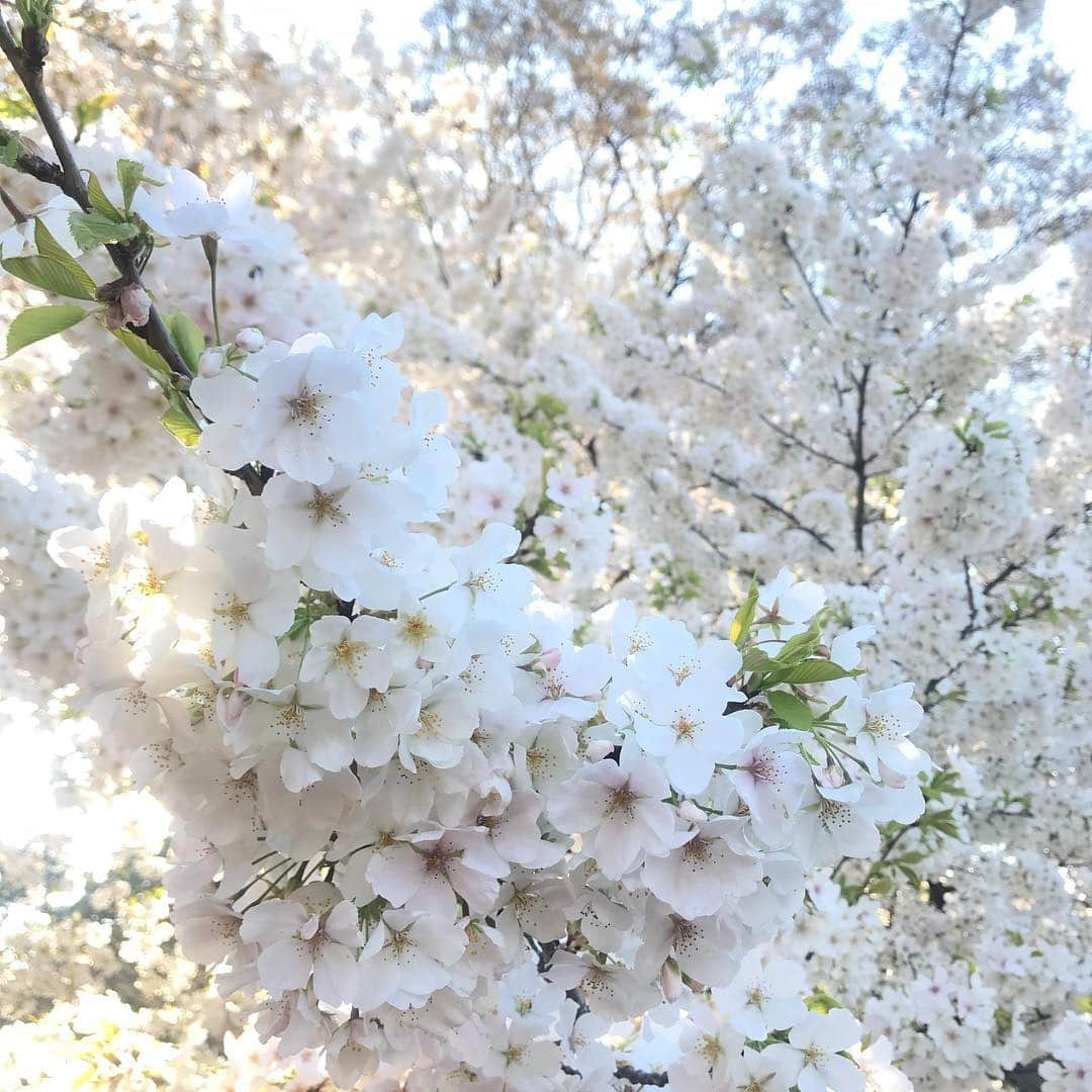 天野真矢さんのインスタグラム写真 - (天野真矢Instagram)「. 独立して8ヶ月. 自分の想い,私が形にしたい相手の想い....何個形になって何回沢山皆で笑えたかな. 4月に立てる目標って何だか他の月にはない特別感があるからきちんと今年も立てました🌸. 30歳になる年. 見た事ない物,した事ない事 沢山の初めてに出逢える様な 年にしたいなぁ.」4月1日 23時58分 - mayawag