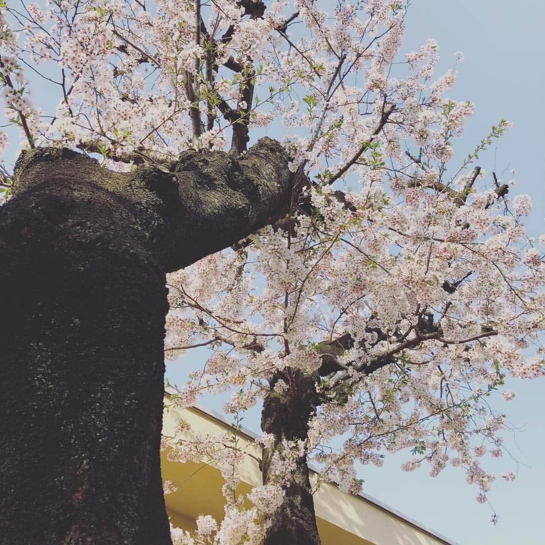 齋藤健心さんのインスタグラム写真 - (齋藤健心Instagram)「青い空は凛と澄んで 羊雲は静かに揺れる」4月2日 0時17分 - kenshin_hiyoko