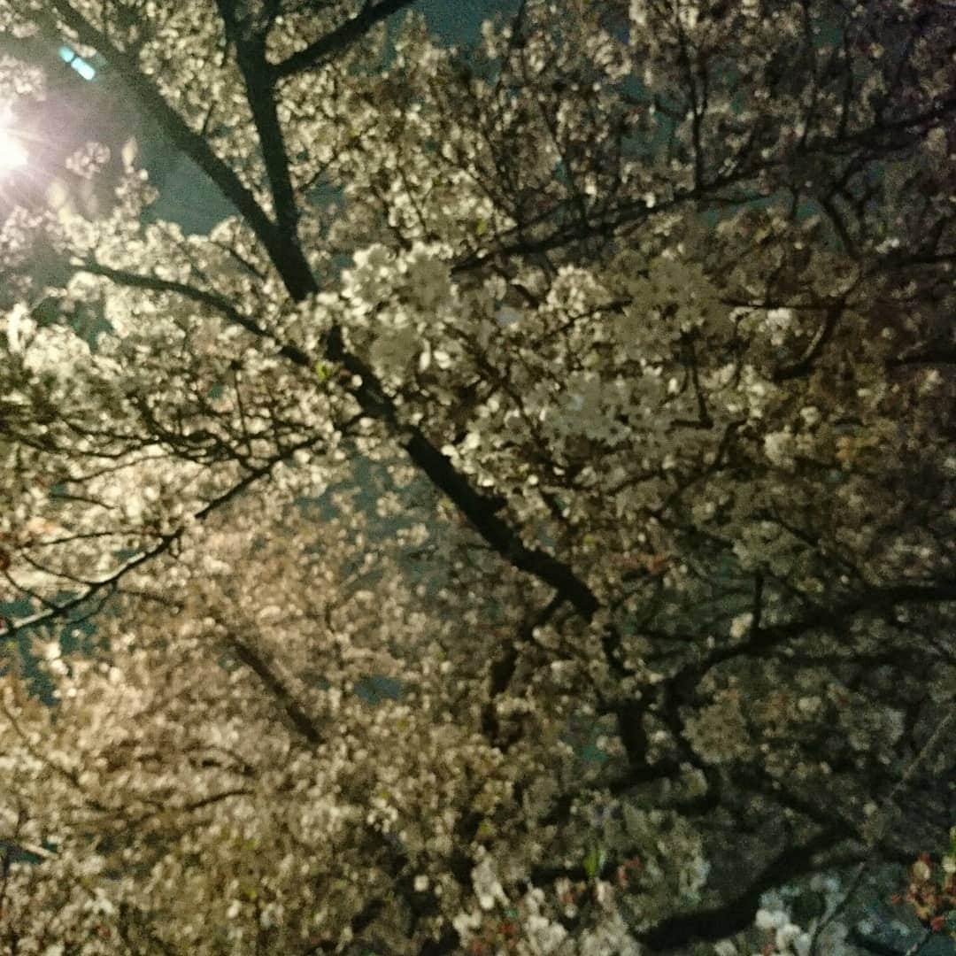 宮下ともみさんのインスタグラム写真 - (宮下ともみInstagram)「花より団子🌸🍡 我が家でみんな集まってお花見という名の宴🌸🍶✨ #新年度#４月#誕生日月#スタート#愉快な仲間たち#安定の楽しさ#幸せな時間#笑顔いっぱい」4月2日 0時32分 - tomomimiyashita_official